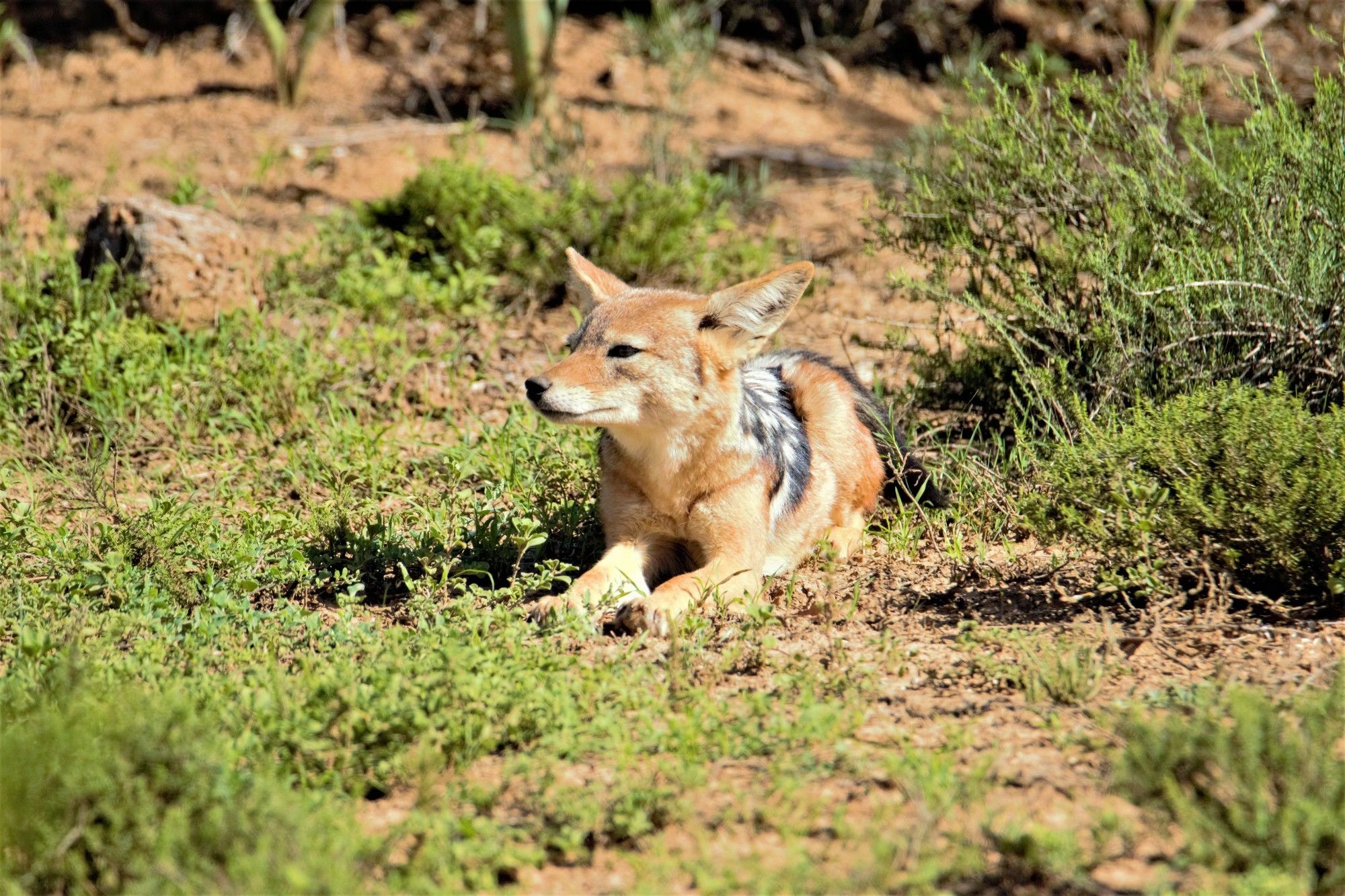 Hitgeheim Country Lodge Addo Zewnętrze zdjęcie
